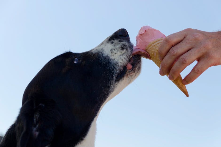5 Signs Your Dog Has Food Allergies - Hypoallergenic Dog Treats Guide - Guide to hypoallergenic dog treats